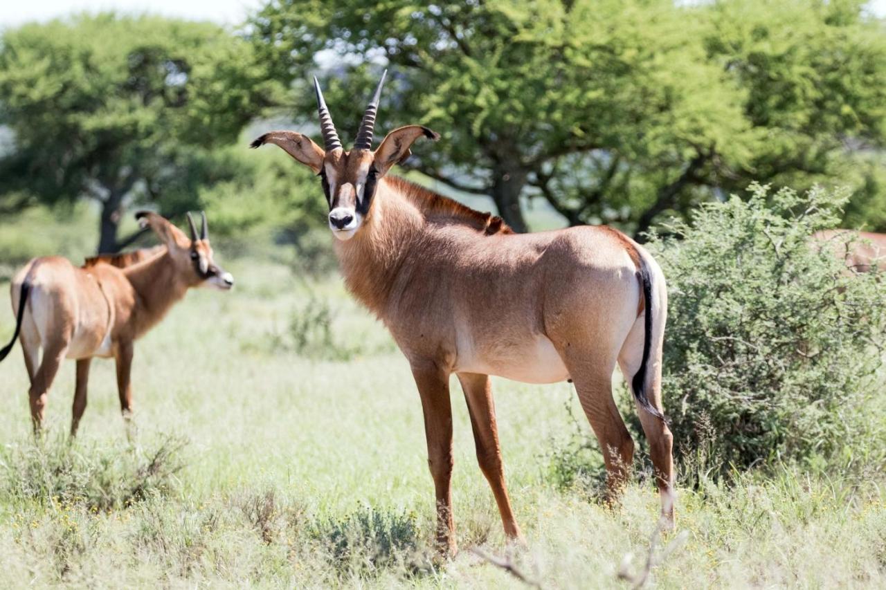 Wag N Bietjie Bush Lodge Heuningneskloof Экстерьер фото